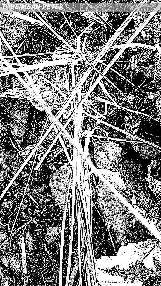 Grass