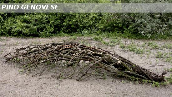 foglia fossile